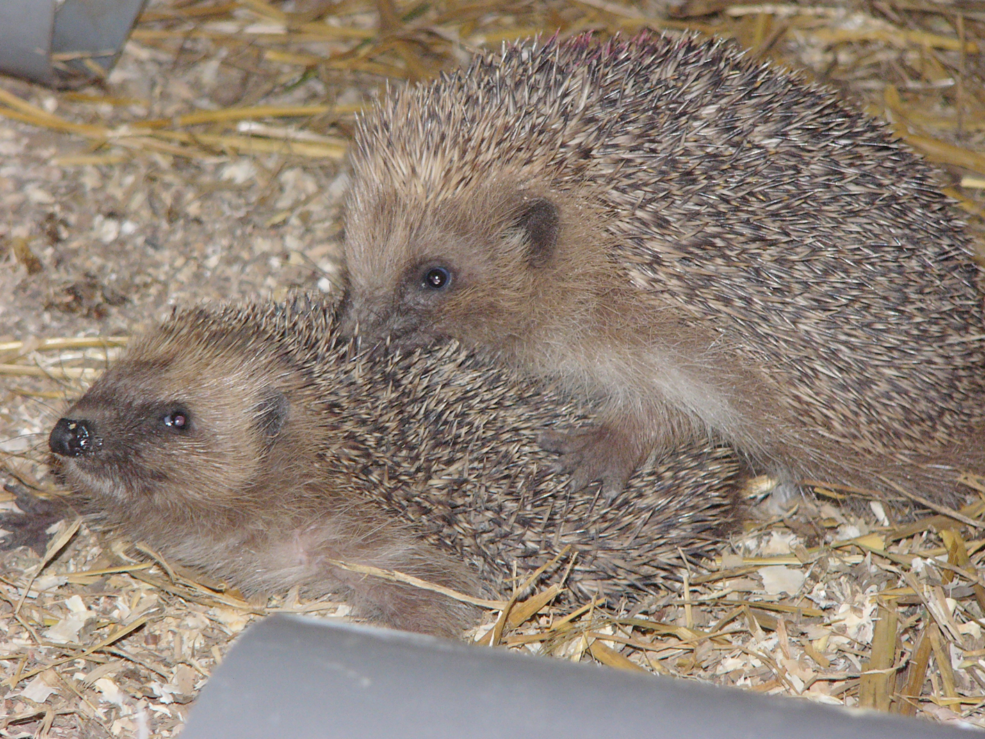 Reproduction