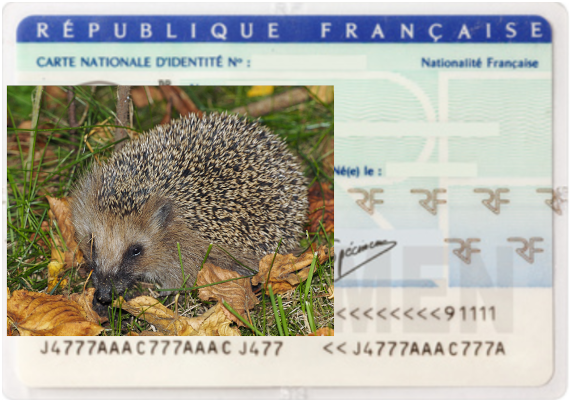 Carte identité