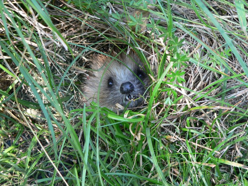 Hibernation