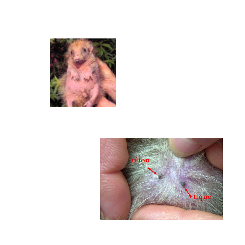 Traitement des parasites
