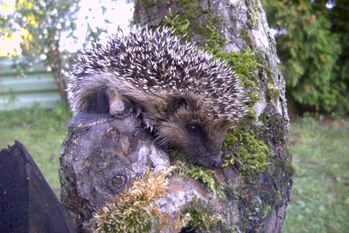 Hibernation