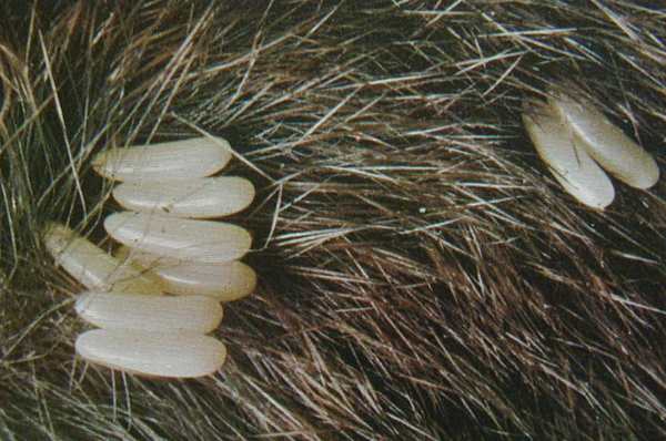 asticots