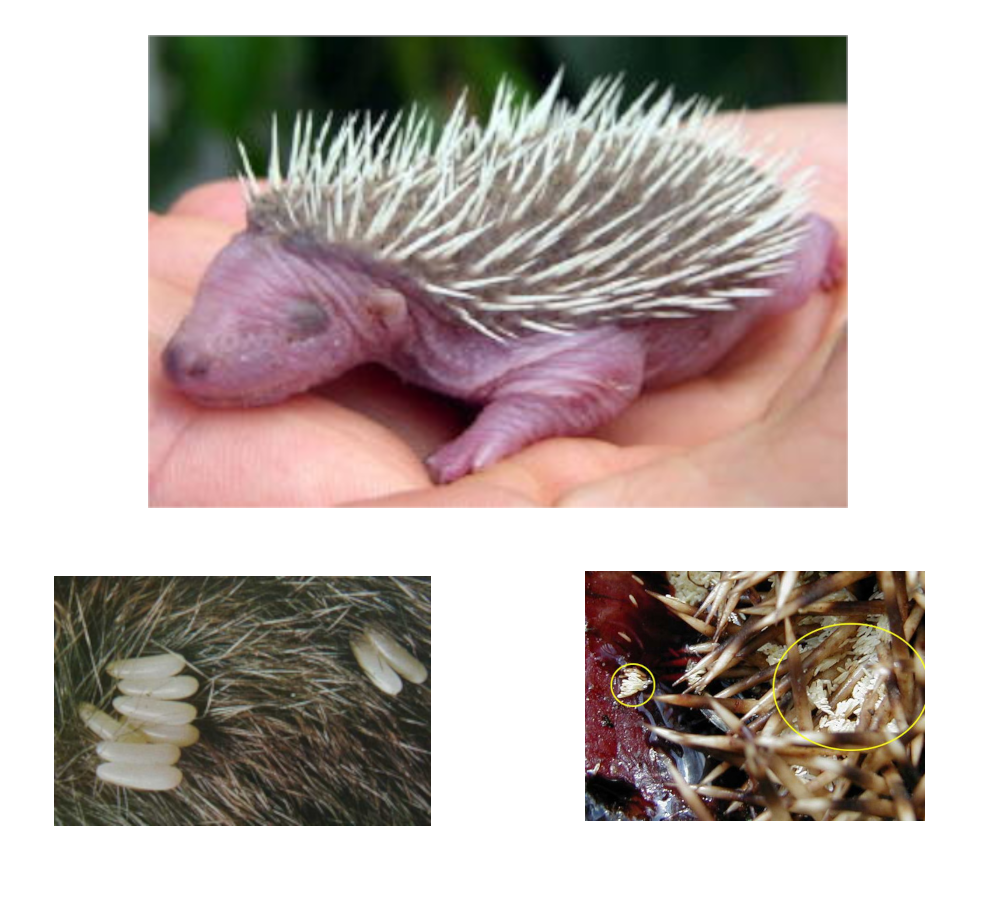 asticots
